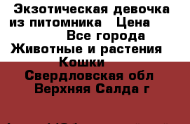 Экзотическая девочка из питомника › Цена ­ 25 000 - Все города Животные и растения » Кошки   . Свердловская обл.,Верхняя Салда г.